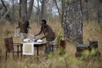 Bush dining