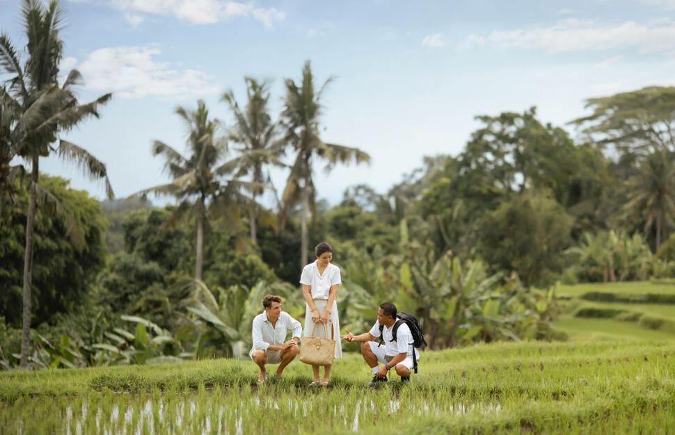 Rice paddy walk