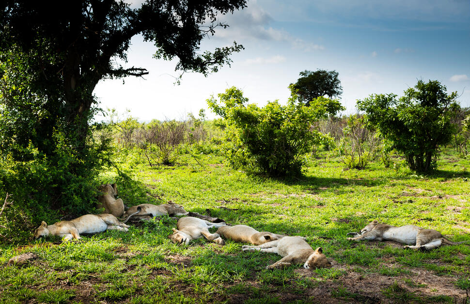 Safari Room
