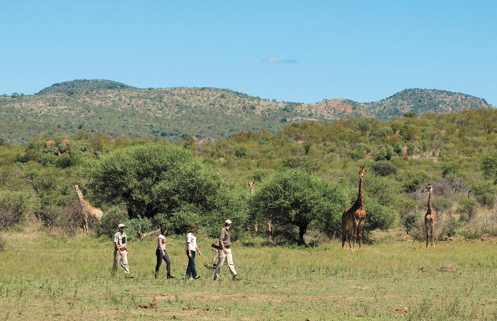 Bush Walk at Madikwe Safari Lodge