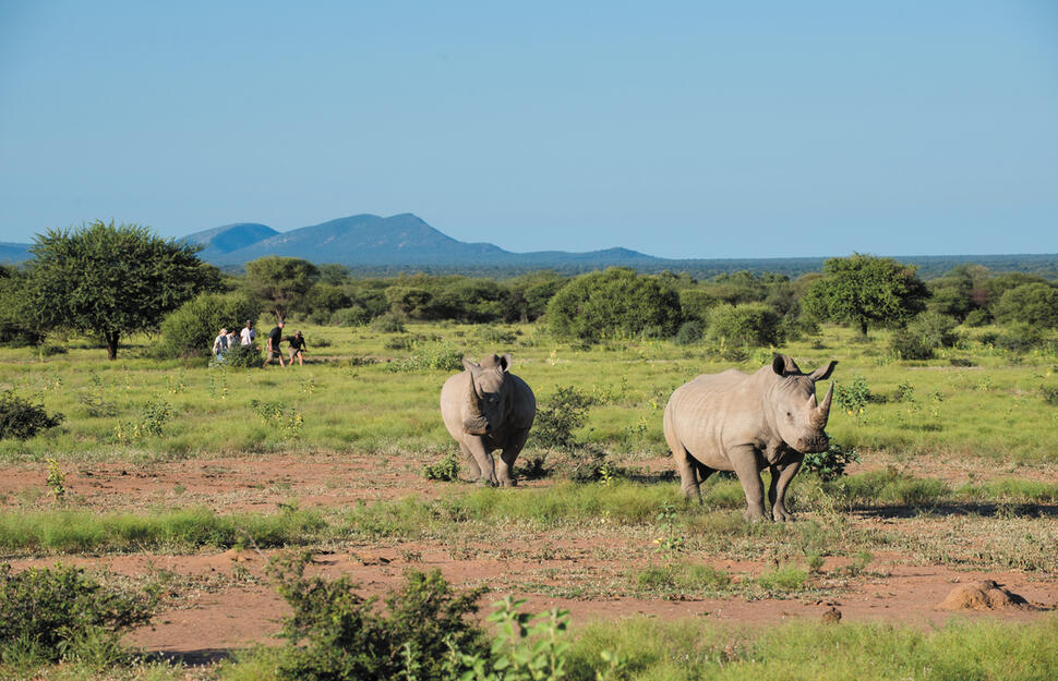 Bush Walks and Safari Experience, Marataba Safari Lodge, Marakele National Park