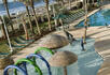 Pool, Swimming, kids, parasol, sunbathing, Hampton Inn & Suites Myrtle Beach, South Carolina, USA