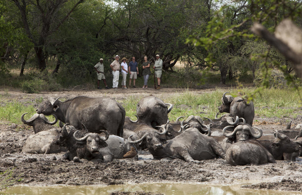 Buffalo Camp