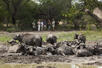 Buffalo Camp