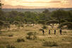 Bush walk