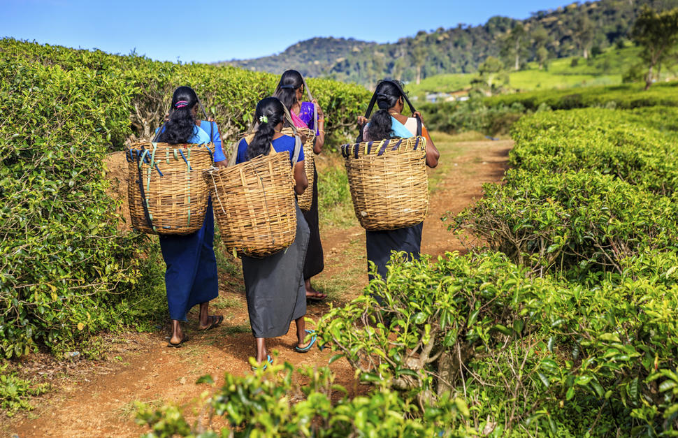 Essential Sri Lanka with Nuwara Eliya
