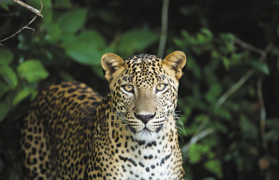 Essential Sri Lanka with Yala and Galle