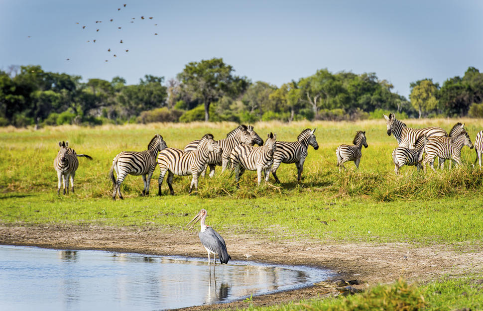 The Ultimate Okavango