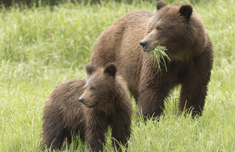 Tweedsmuir Park Lodge, Grizzly Bear Safari