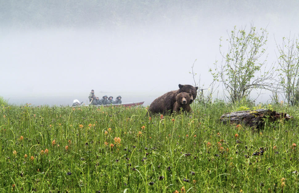 Great Bear Lodge, Port Hardy, Grizzly and Black Bear Viewing