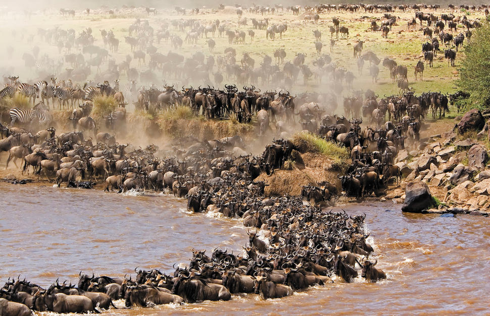 Masai Mara Safari