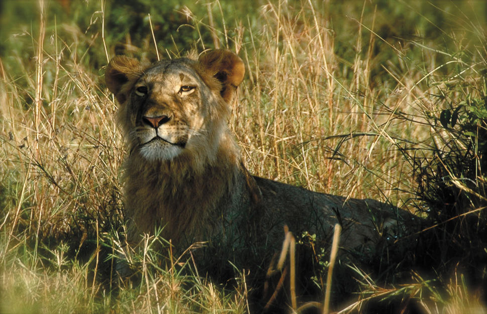 Pride of Tsavo Safari