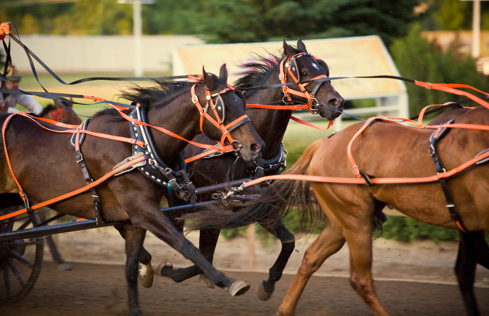Calgary Stampede Thrill Package