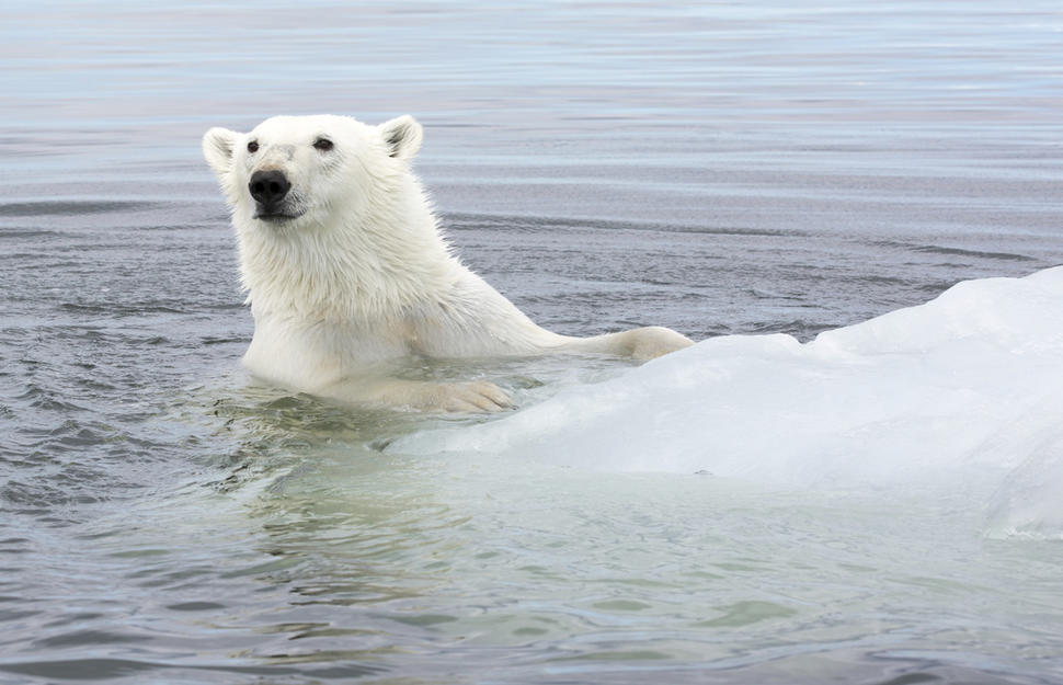 Ultimate Arctic Summer Adventure