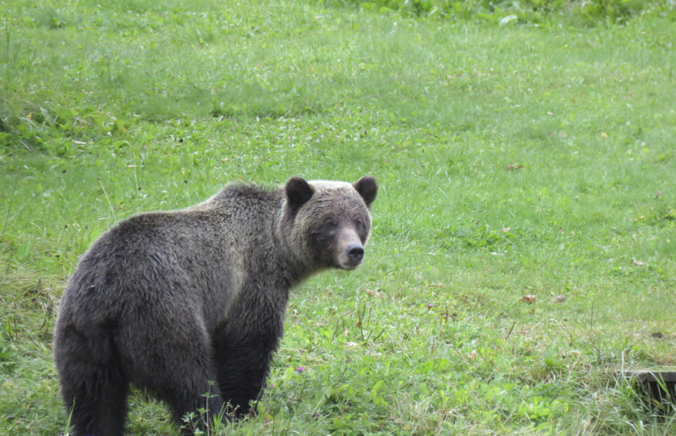 Grizzly Bay Floating Lodge - Glamping with the Grizzlies
