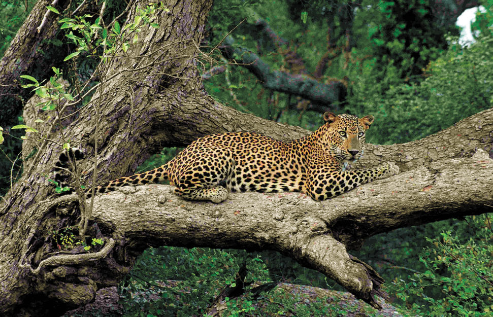 Yala Explorer