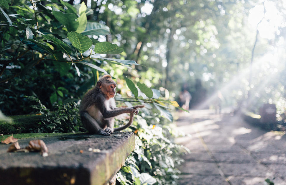 Highlights of Bali