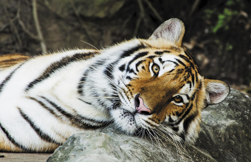 Wildlife of India
