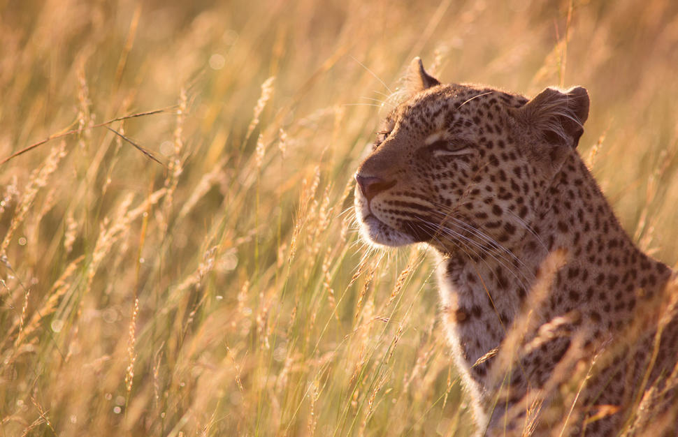 Masai Explorer