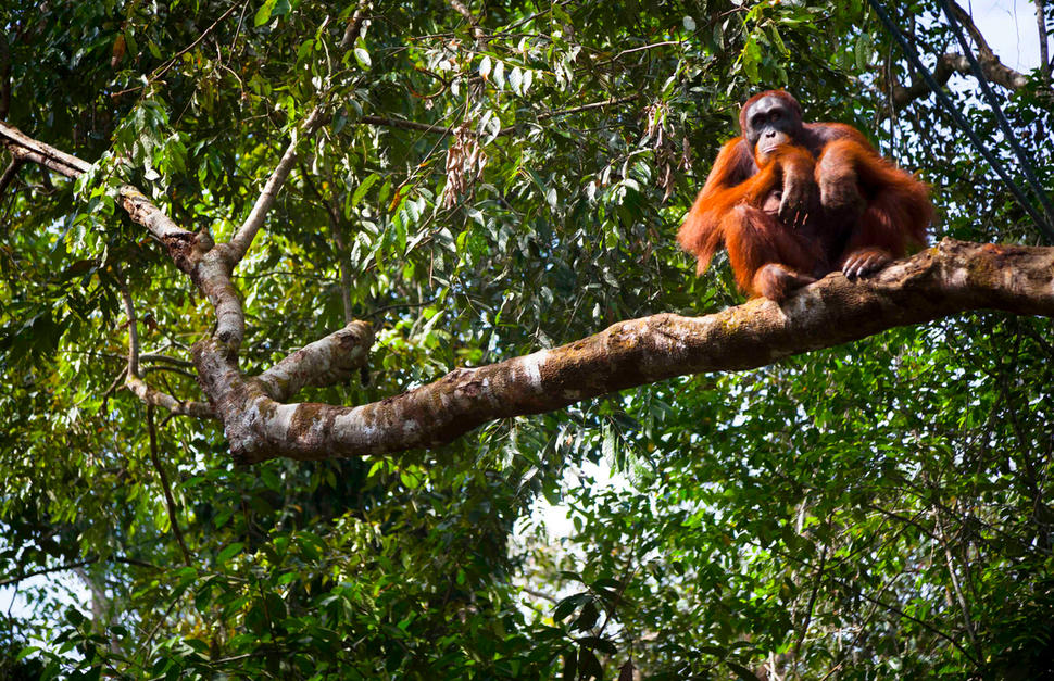 Jungles and Orangutans