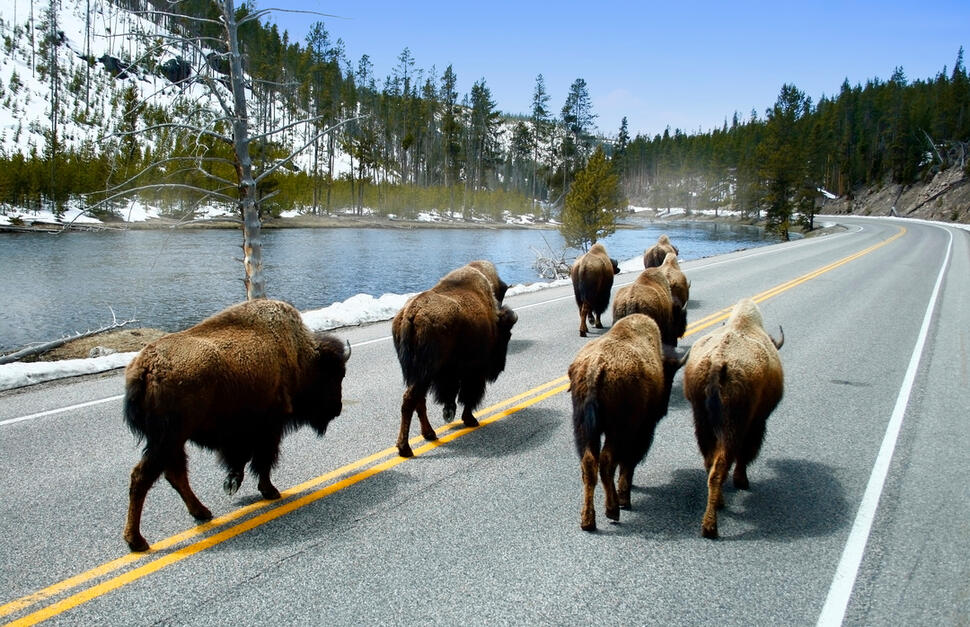 Close Encounters of the Yellowstone Kind!
