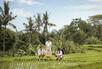Rice paddy walk