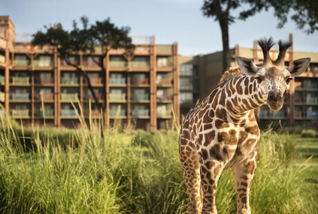 Disney's Animal Kingdom Lodge