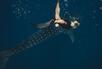 Whale shark experience