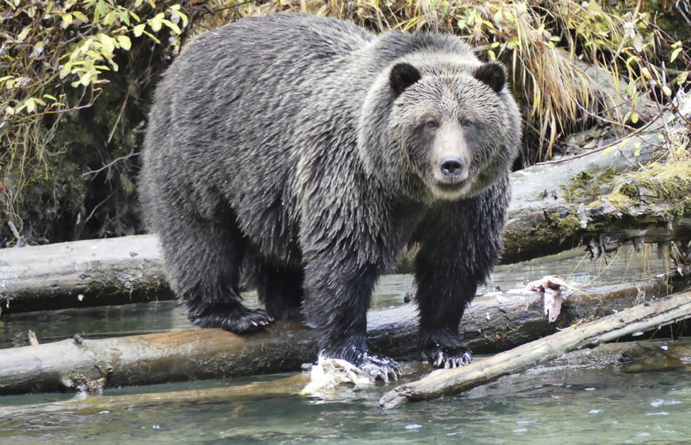 Grizzly Bay Floating Lodge Glamping with the Grizzlies Virgin Holidays