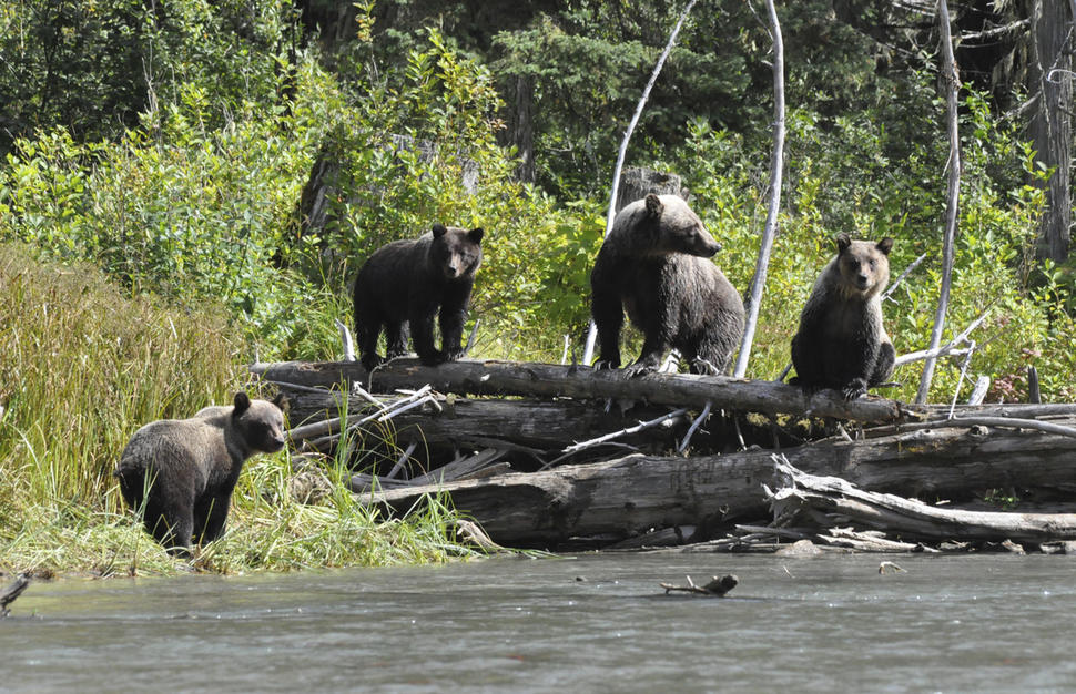 Grizzly Bay Floating Lodge Glamping with the Grizzlies Virgin Holidays