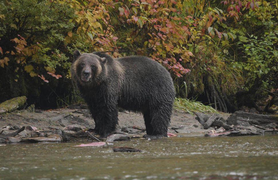 Grizzly Bay Floating Lodge Glamping with the Grizzlies Virgin Holidays