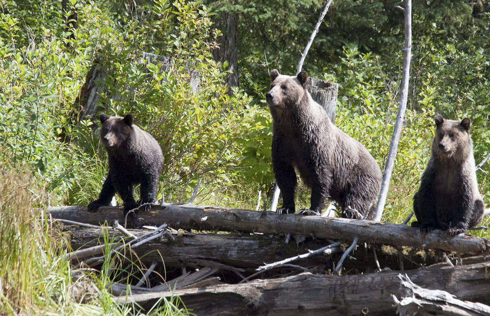 Grizzly Bay Floating Lodge Glamping with the Grizzlies Virgin Holidays