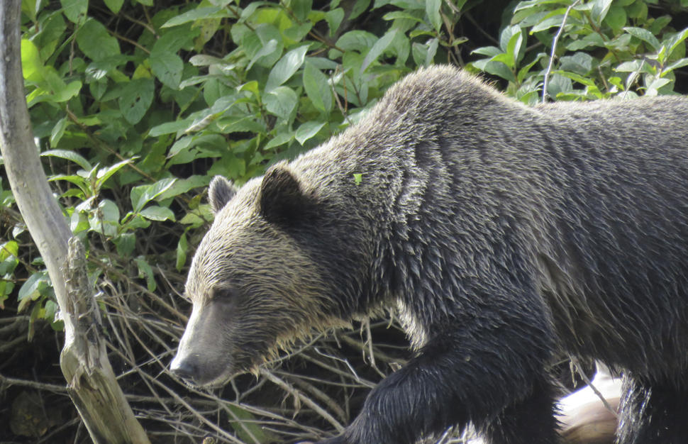 Grizzly Bay Floating Lodge Glamping with the Grizzlies Virgin Holidays