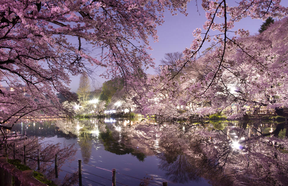 tours of japan from uk